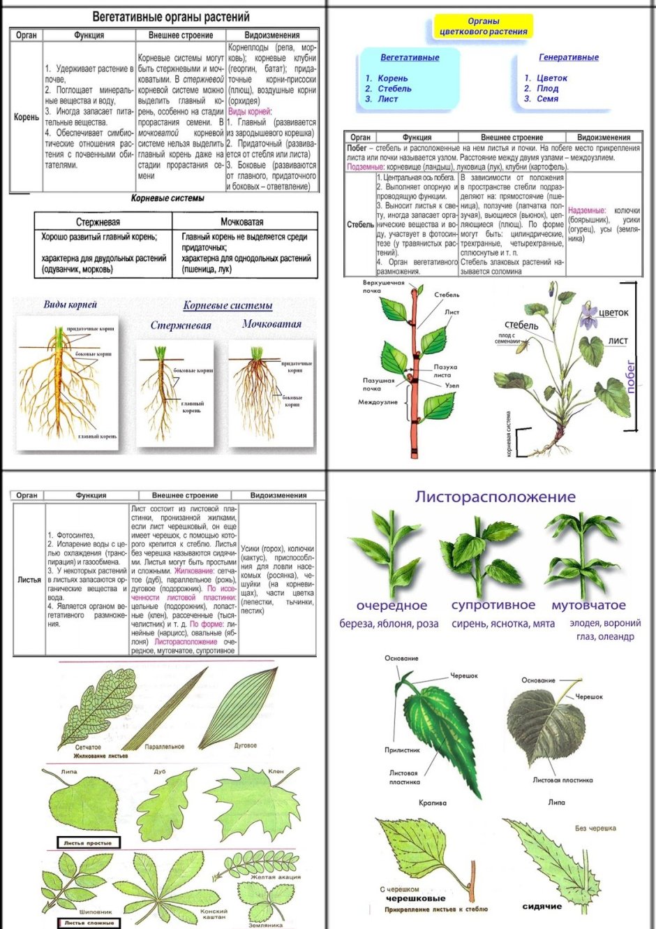 Вегетативные органы растений и их функции