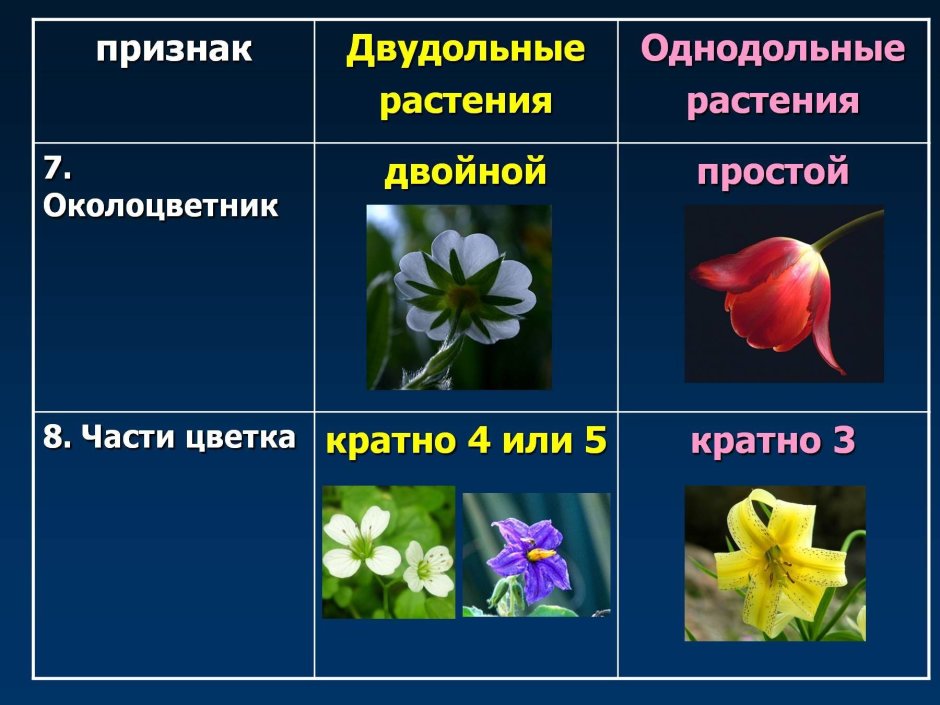 Околоцветник у однодольных и двудольных растений