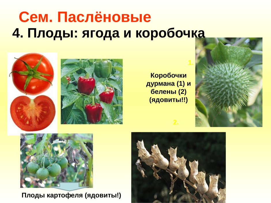Паслёновые овощи плод