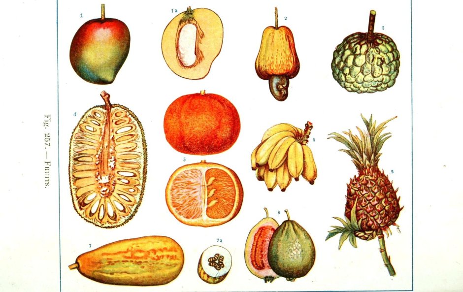 Типы плодов ботаника