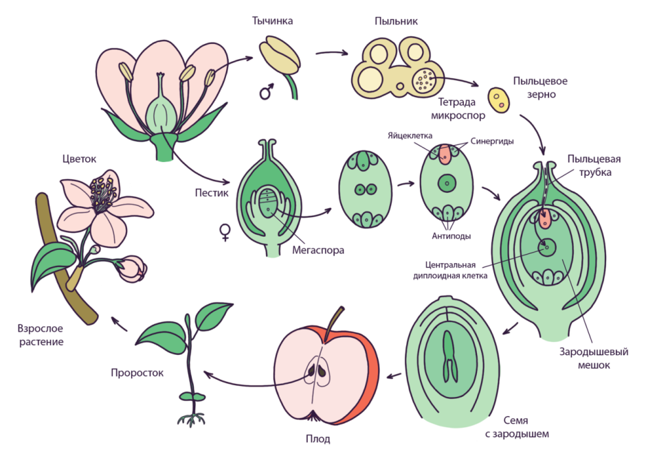 Цикл размножения покрытосеменных растений