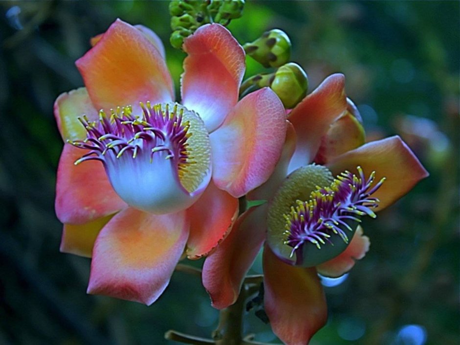 Орхидея пассифлора