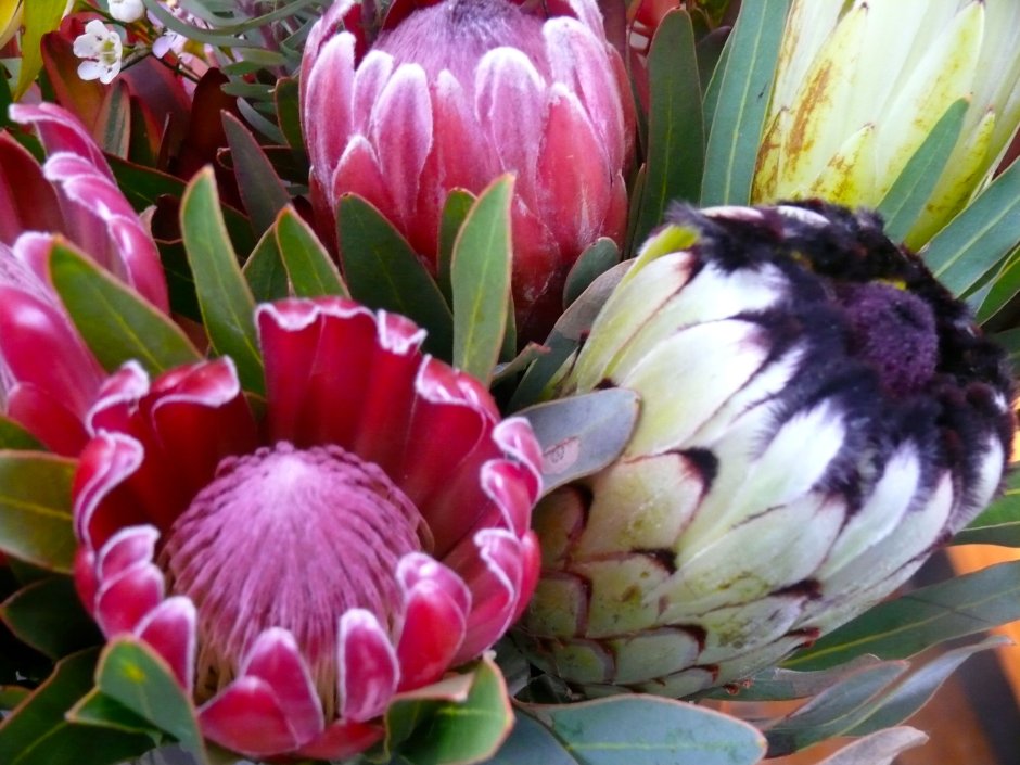 Цветы эвкалипта Австралия