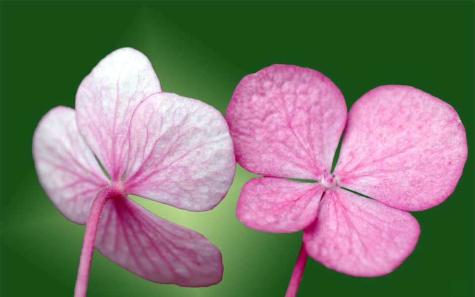 Розовый цветок с четырьмя лепестками