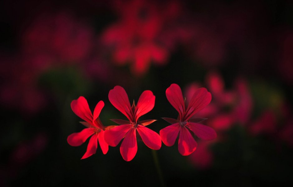 Красный цветок 4 лепестка