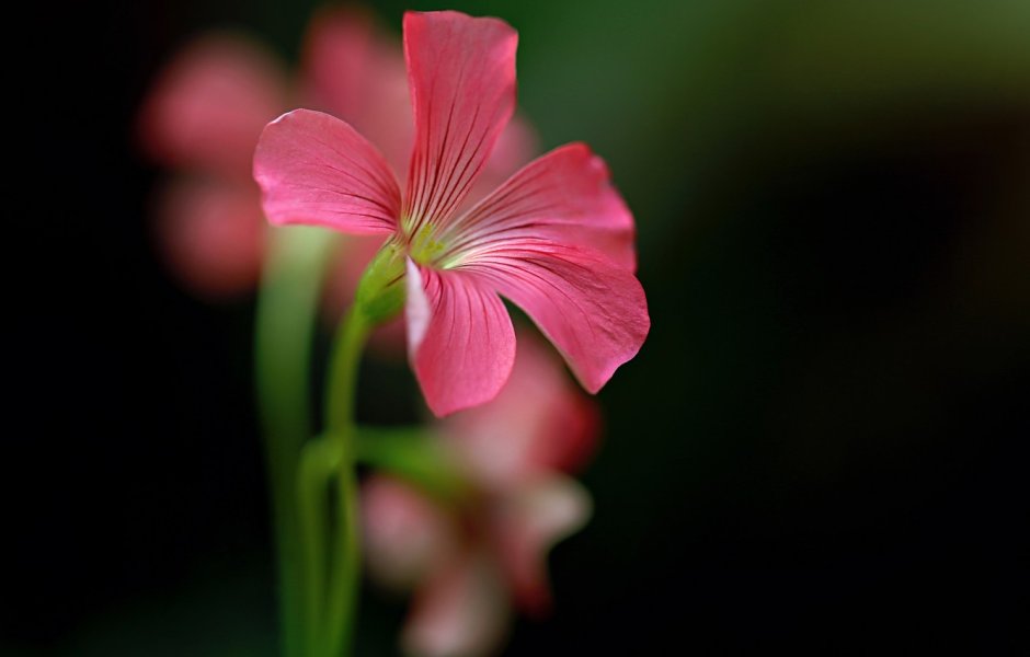 Цветок с пятью лепестками Минимализм