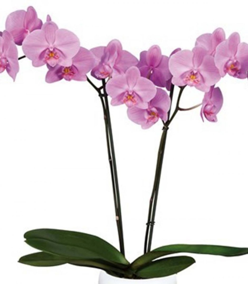Орхидея фаленопсис Salinas
