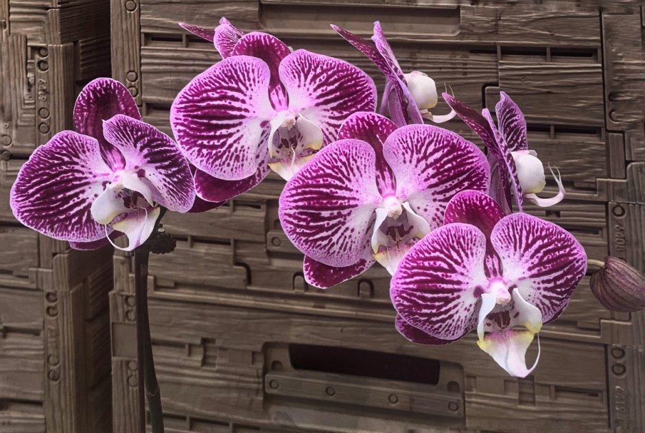 Орхидея фаленопсис Chian Xen
