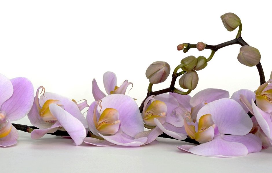 Орхидея сбоку