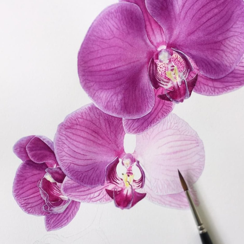 Цветы орхидеи акварелью