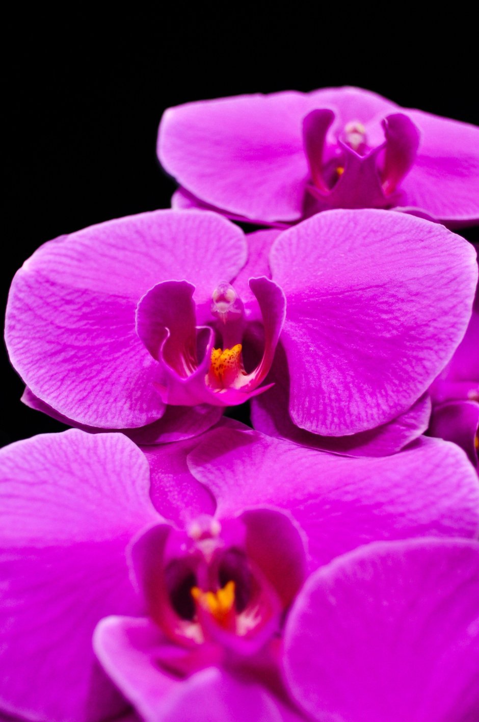 Малиновая Орхидея фаленопсис