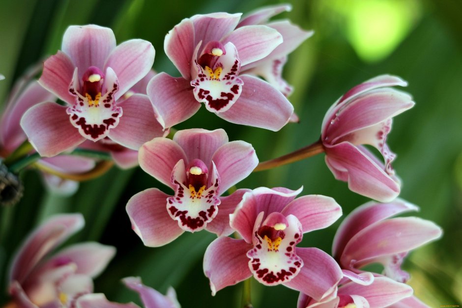 Орхидея Салинас цветёт