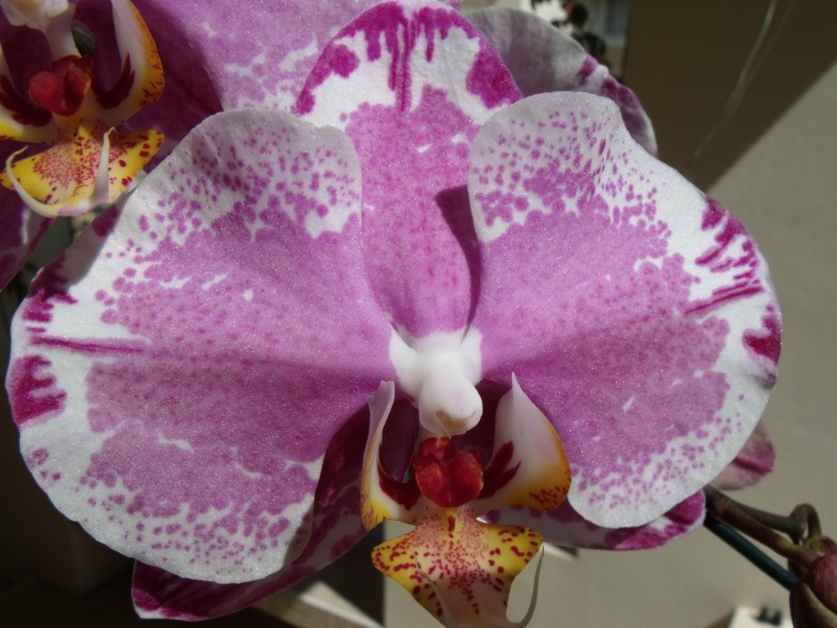 Орхидея сакрифайс