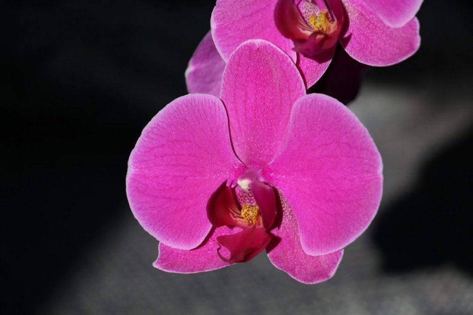 Орхидея салинас