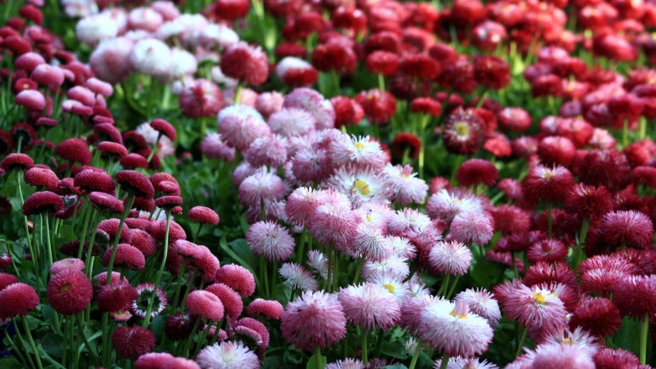 Маргаритка многолетняя Bellis perennis