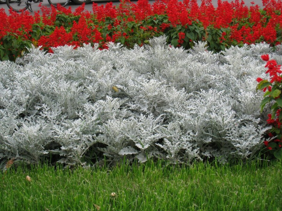 Цинерария Приморская cineraria maritima