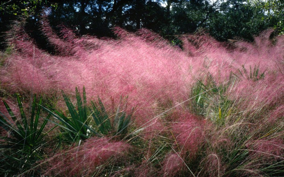 Мюленбергия Muhlenbergia capillaris