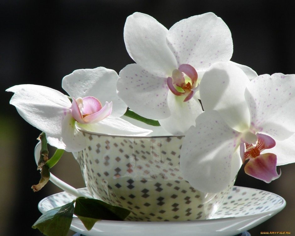 Лекало орхидеи