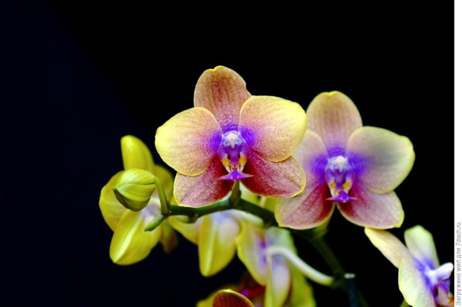 Замороженные орхидеи