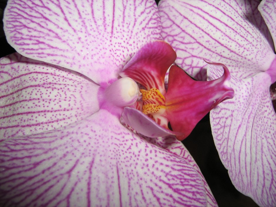 Самые красивые орхидеи крупным планом
