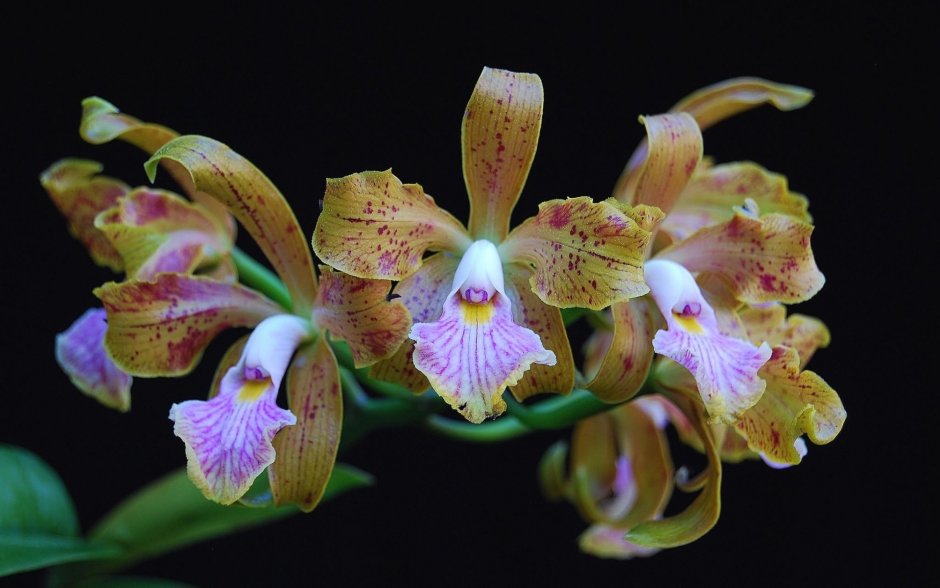 Орхидея Phalaenopsis Carmen