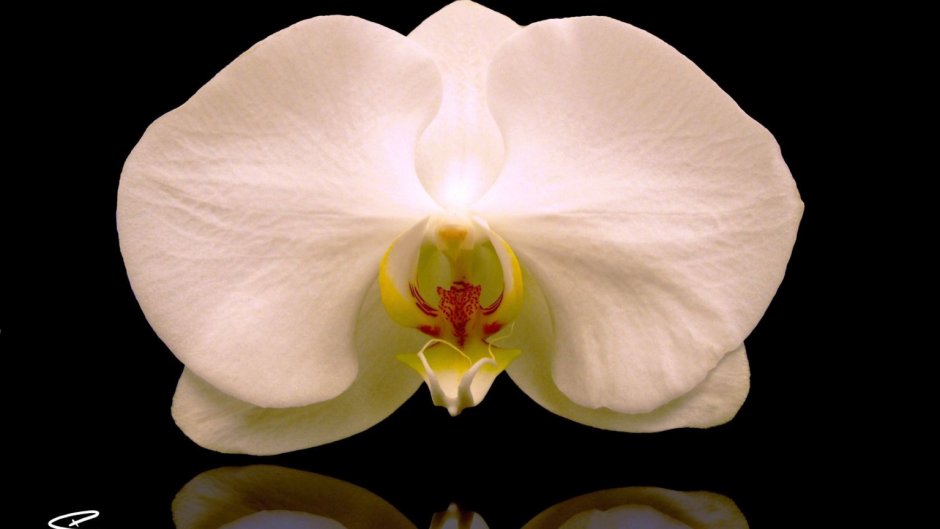 Орхидея фаленопсис Тигрис