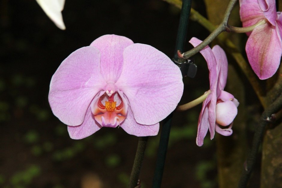 Орхидейная Фея