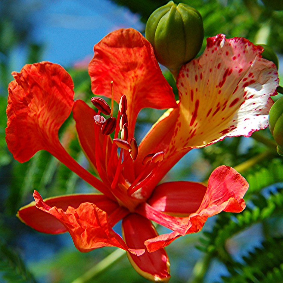 Яркие тропические цветы