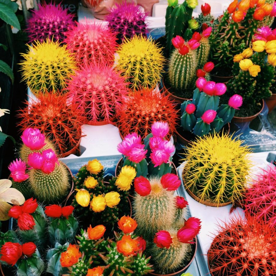 Разноцветные кактусы