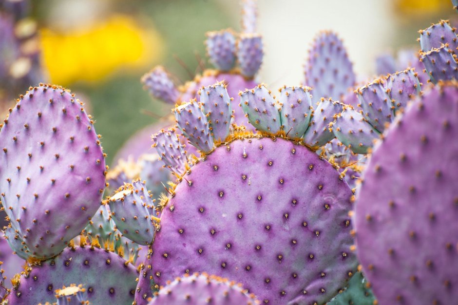 Опунция фиолетовая Purple Prickly