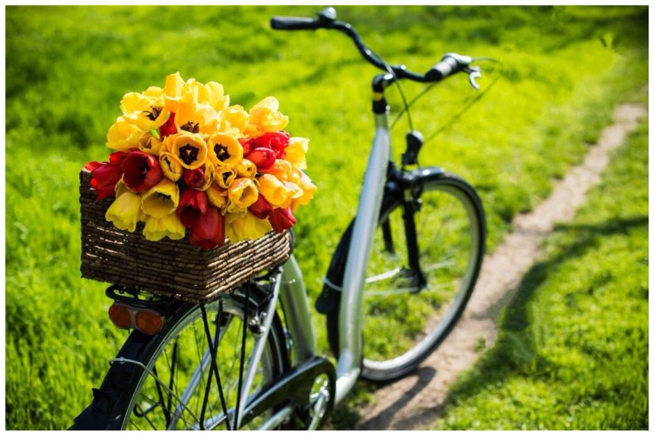 Тюльпаны в корзинке на велосипеде