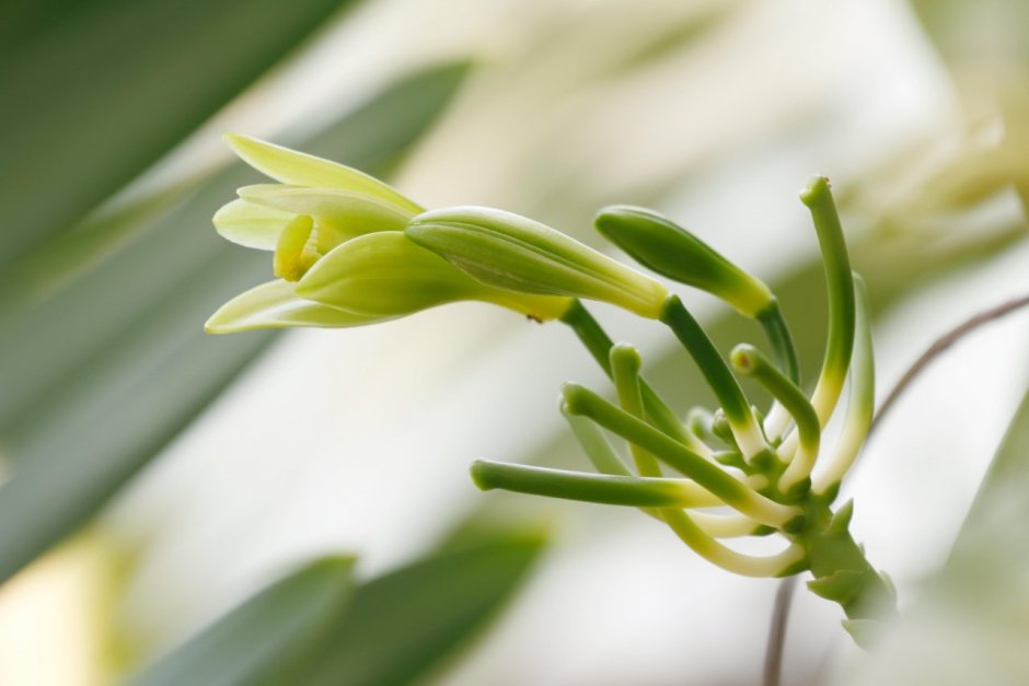 Орхидея ваниль