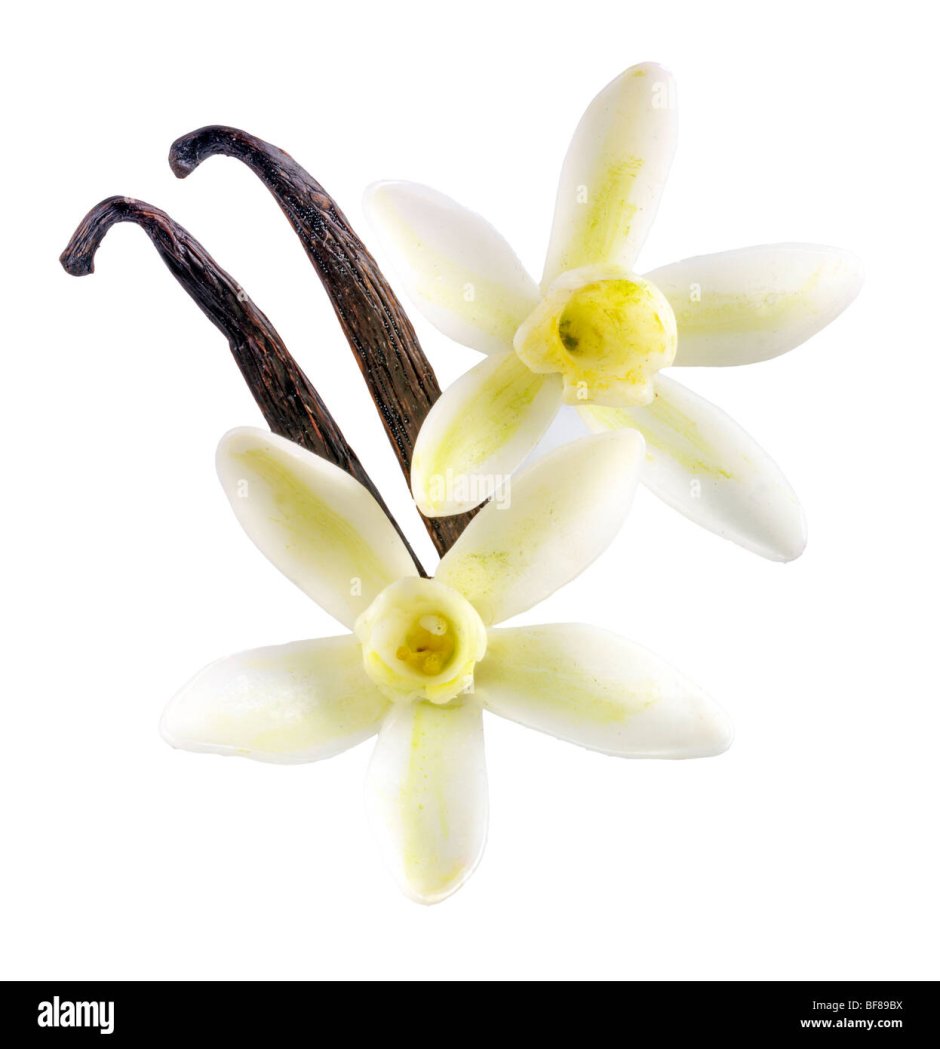 Плосколистная (Vanilla planifolia