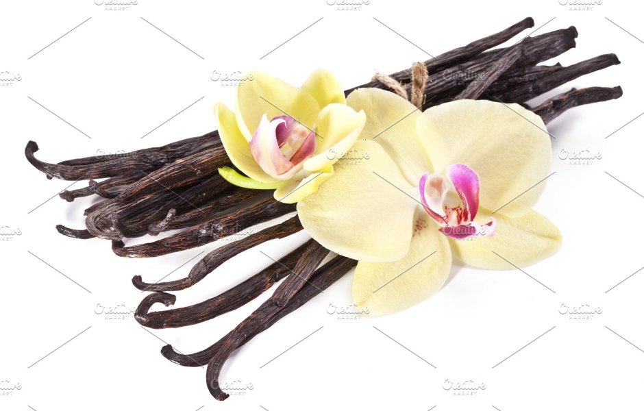 Ванильная Орхидея на белом фоне