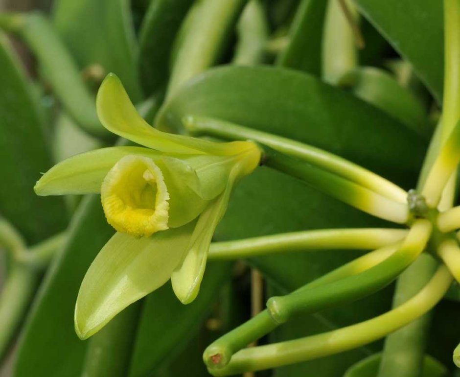 Ванили плосколистной (Vanilla planifolia)