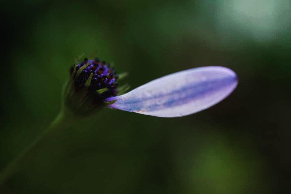 Лепесток цветка