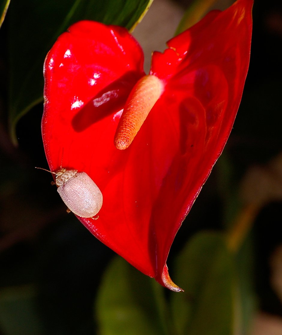 Цветок с красными лепестками