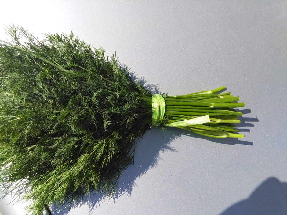 Зеленый лук укроп петрушка кинза