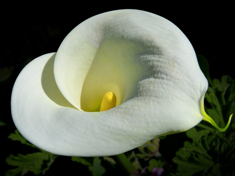 Белый цветок в виде чаши