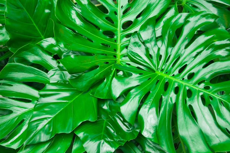 Вариегатные тропические листья
