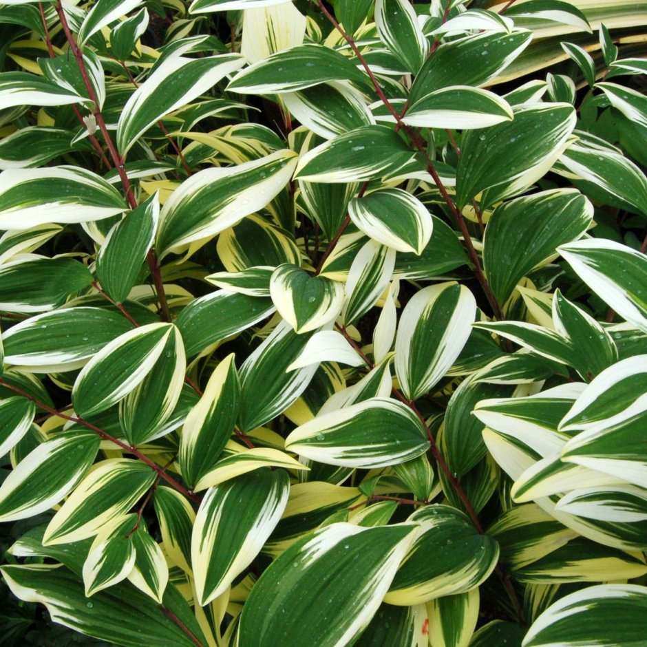Табернемонтана variegata