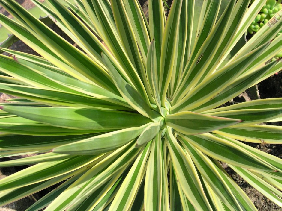 Юкка отвороченнолистная (Yucca recurvifolia)