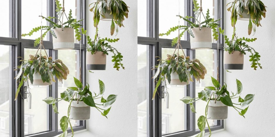 Hanging Plants