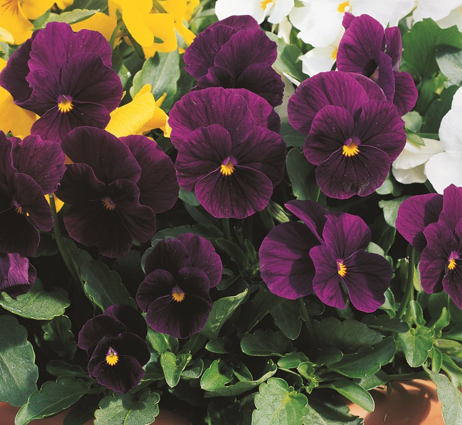 Виола рогатая (Viola cornuta) "Penny f1" (Purple Picotee)