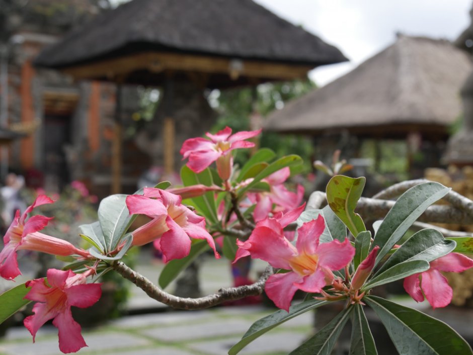 Растения Бали
