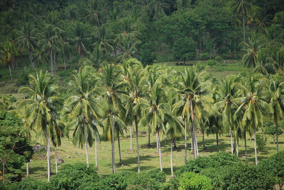 Плантации кокосовых пальм Сингапур