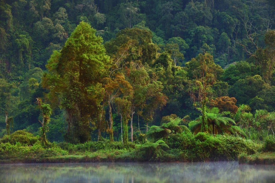 Тропический лес Суматра Индонезия
