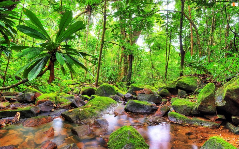 Влажные тропические леса Атсинананы