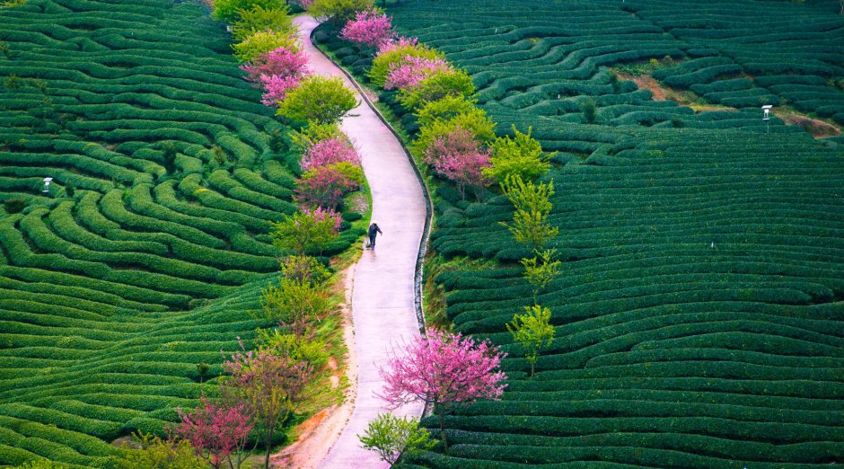Чайная плантация провинции Фуцзянь