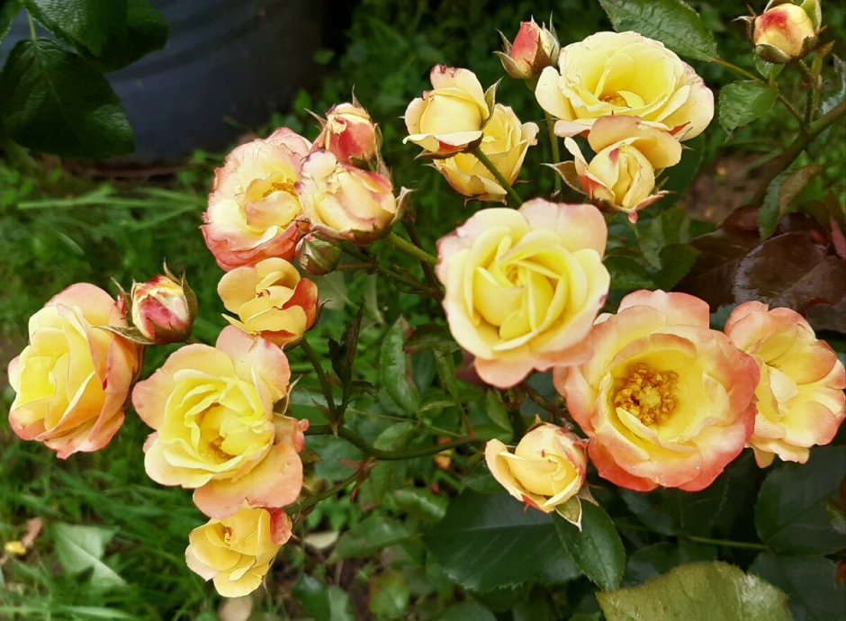 Пионы розы акварель